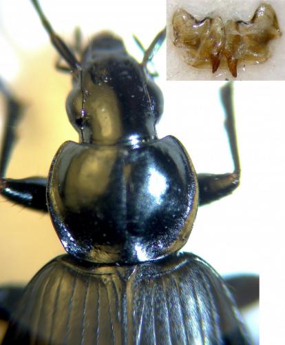 Réf. 273 689 : Agonum sp.